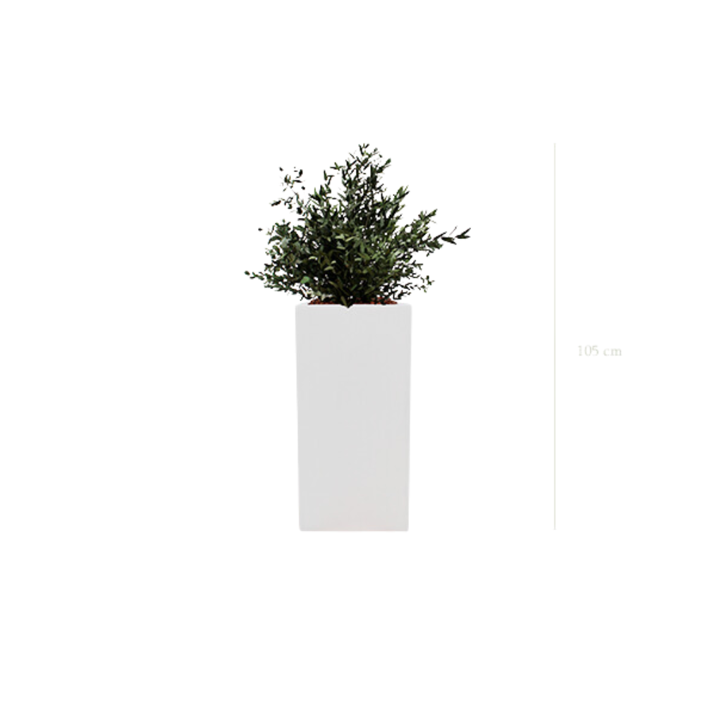 Le Petit Parvifolia - Cube Haut Blanc - Stabilisé