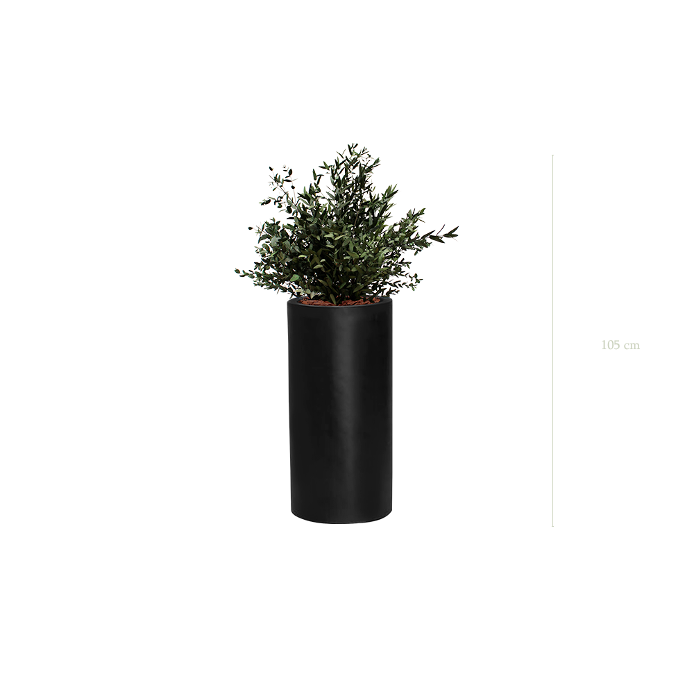 Le Petit Parvifolia - Cylindre Haut Noir - Stabilisé