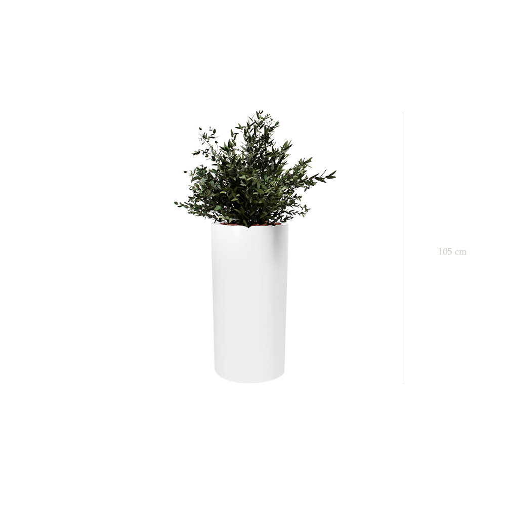 Le Petit Parvifolia - Cylindre Haut Blanc - Stabilisé