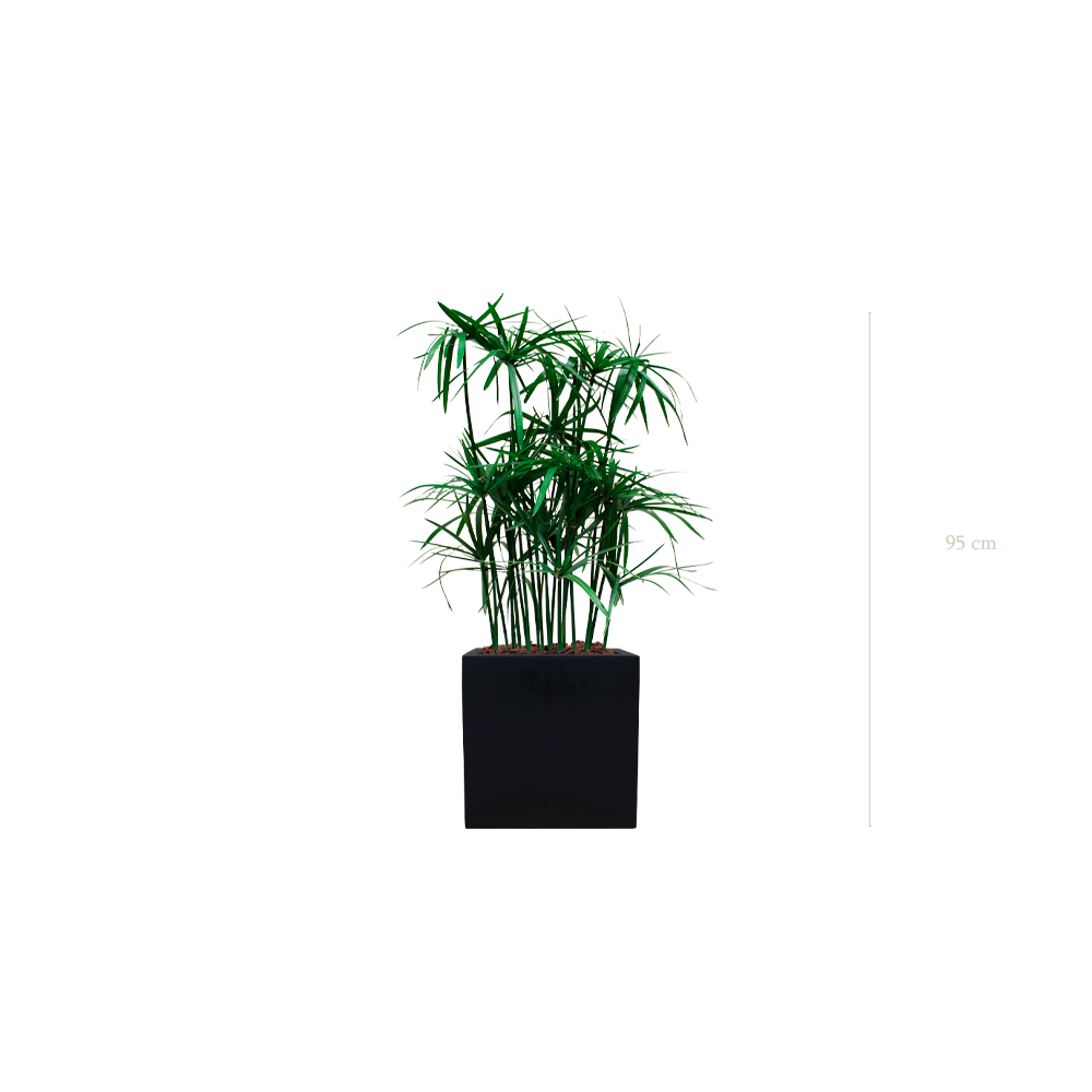 Der Papyrus - schwarzer kubischer Topf #Stabilisiert