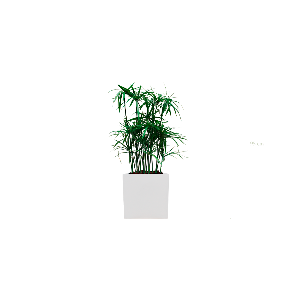 Le Papyrus - Cube Blanc - Stabilisé