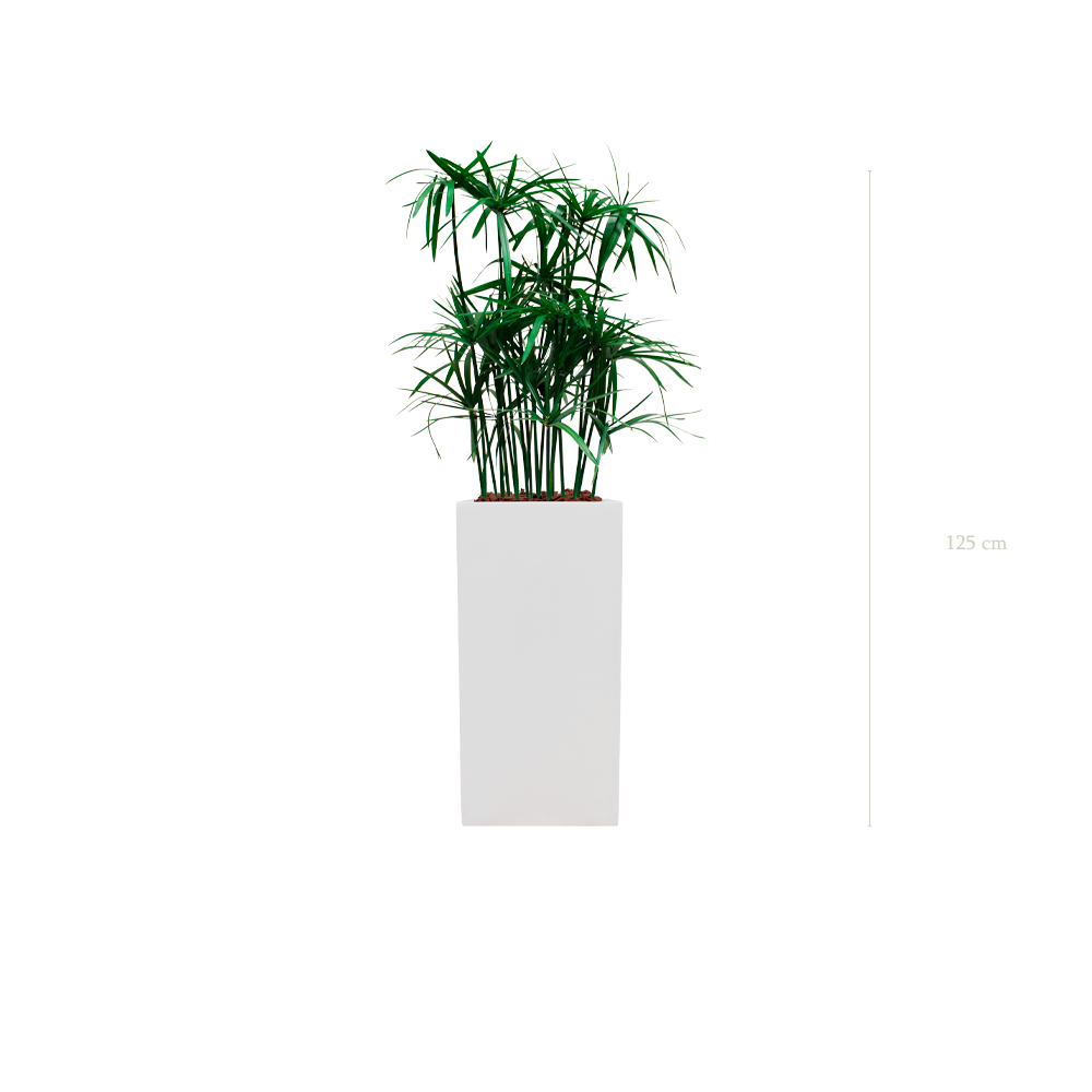 Le Papyrus - Cube Haut Blanc - Stabilisé