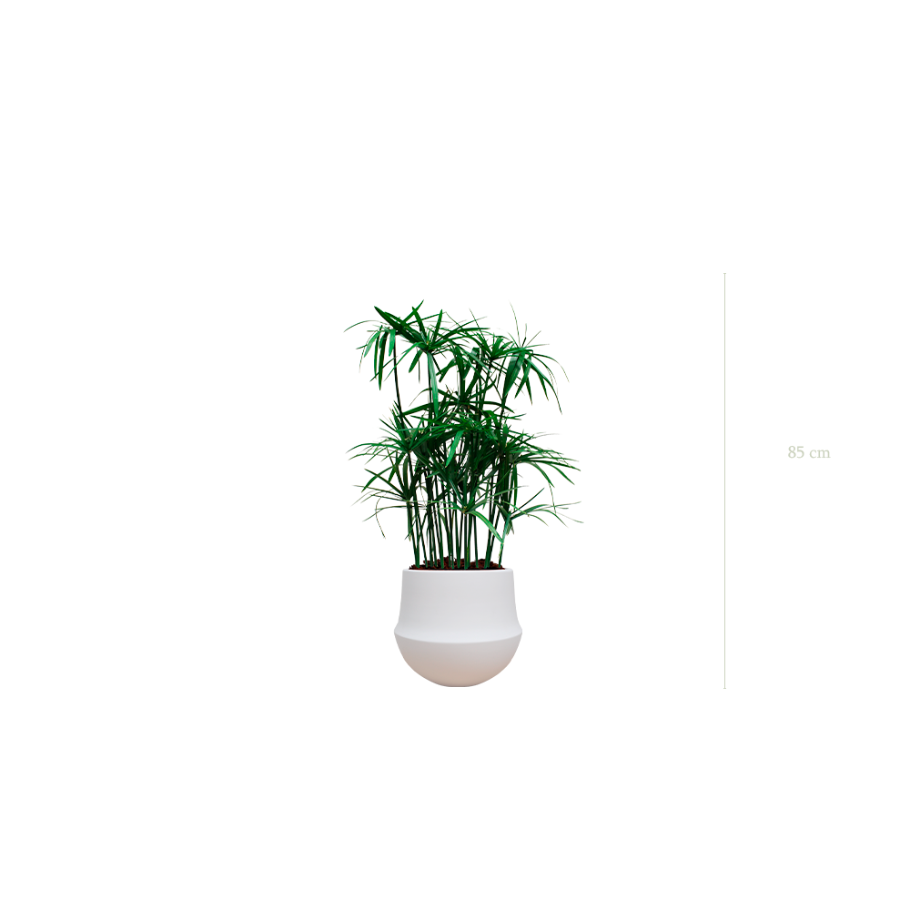 Le Papyrus - Pot Rond Blanc - Stabilisé