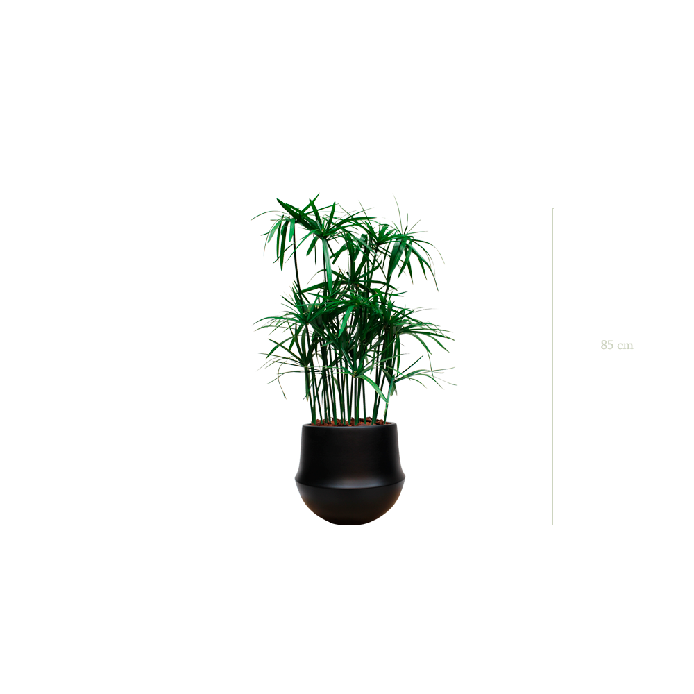 Le Papyrus - Pot Rond Noir - Stabilisé