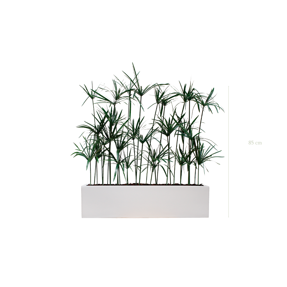 Jardinière Papyrus - Bac Blanc - Stabilisé