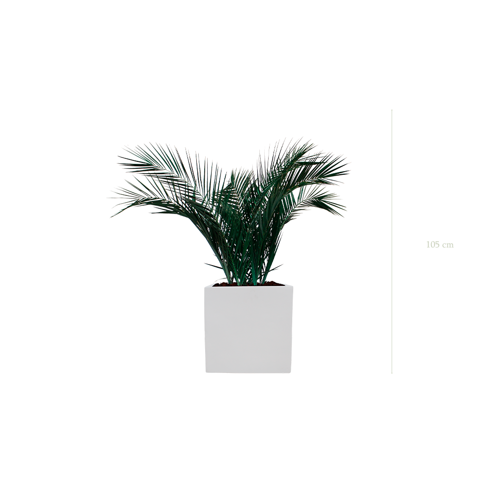 Le Palm - Cube Blanc - Stabilisé