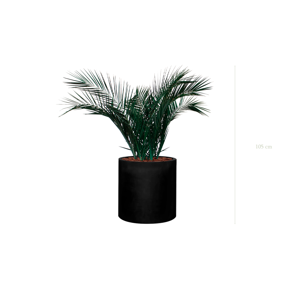Le Palm - Cylindre Noir - Stabilisé