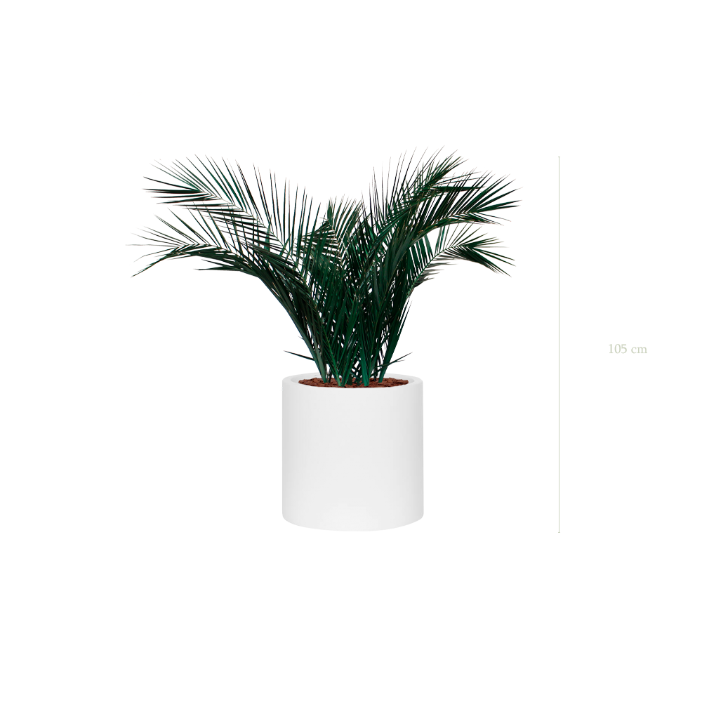 Le Palm - Cylindre Blanc - Stabilisé