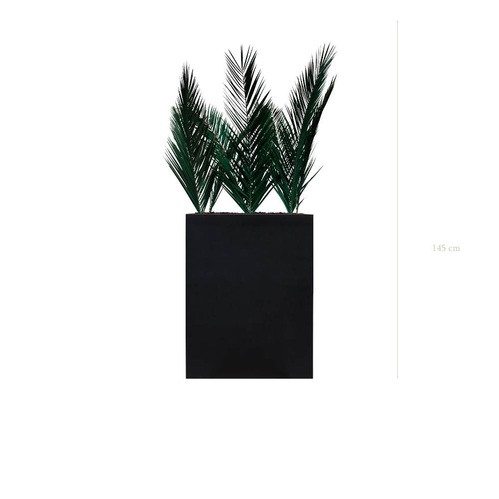 Séparateur M. Palm - Bac Noir - Stabilisé