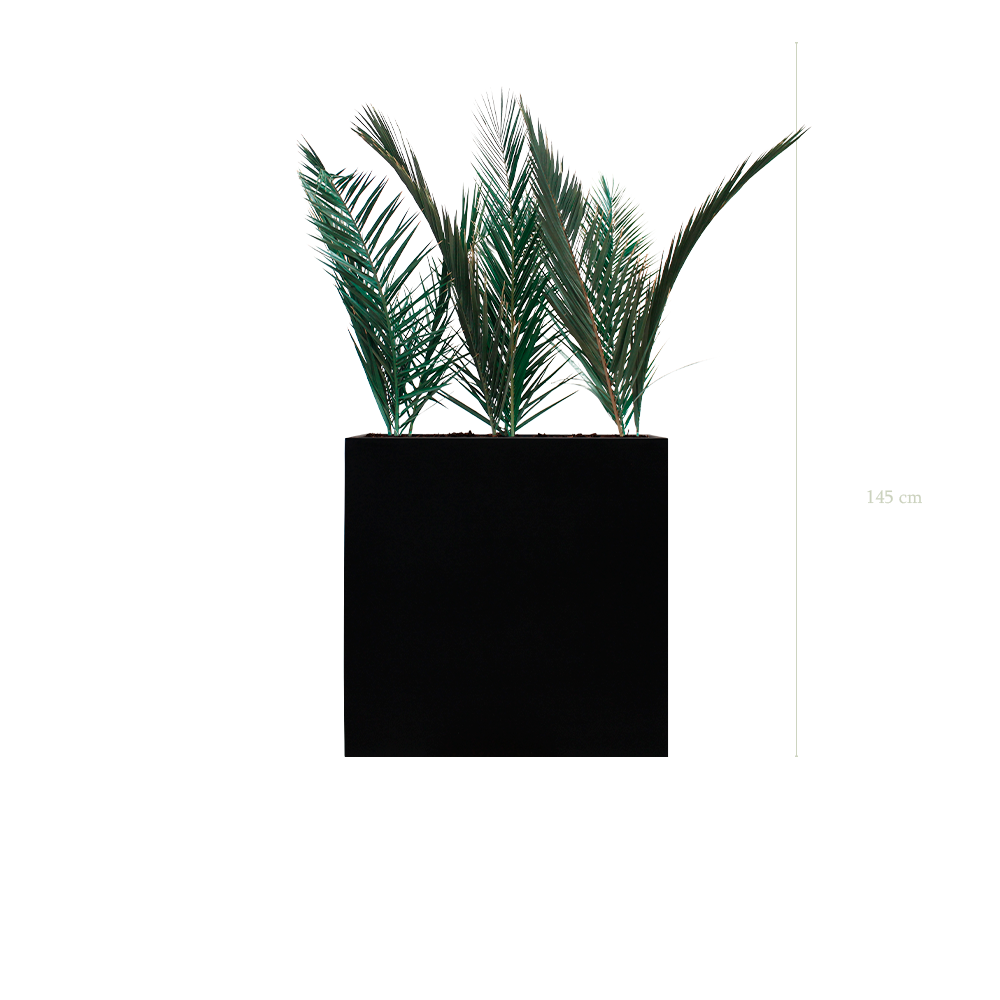 Raumteiler L. Palm - Schwarzer Pflanzkübel #Stabilisiert