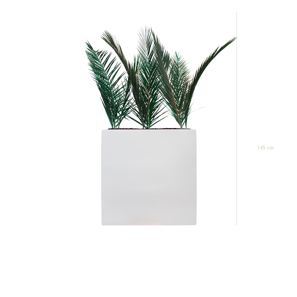 Séparateur L. Palm - Bac Blanc - Stabilisé