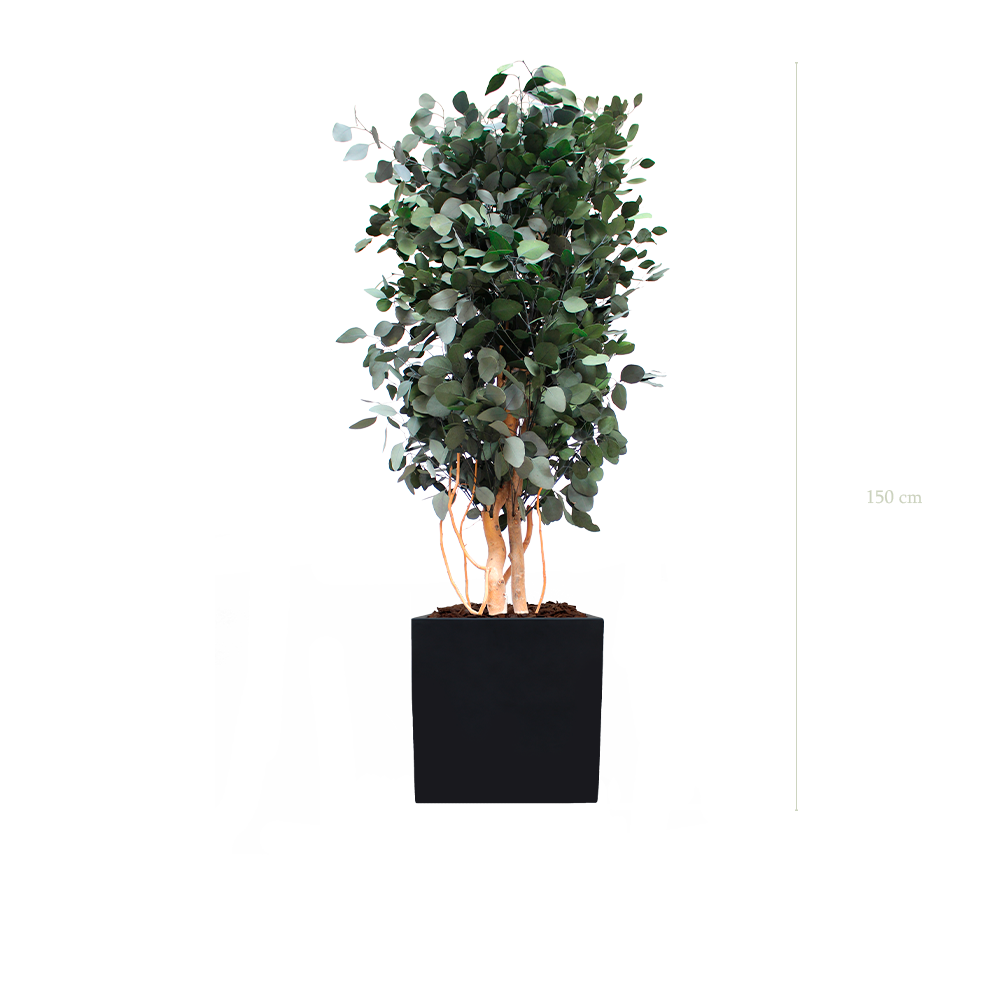 The Populus - Black Cube #Stabilized