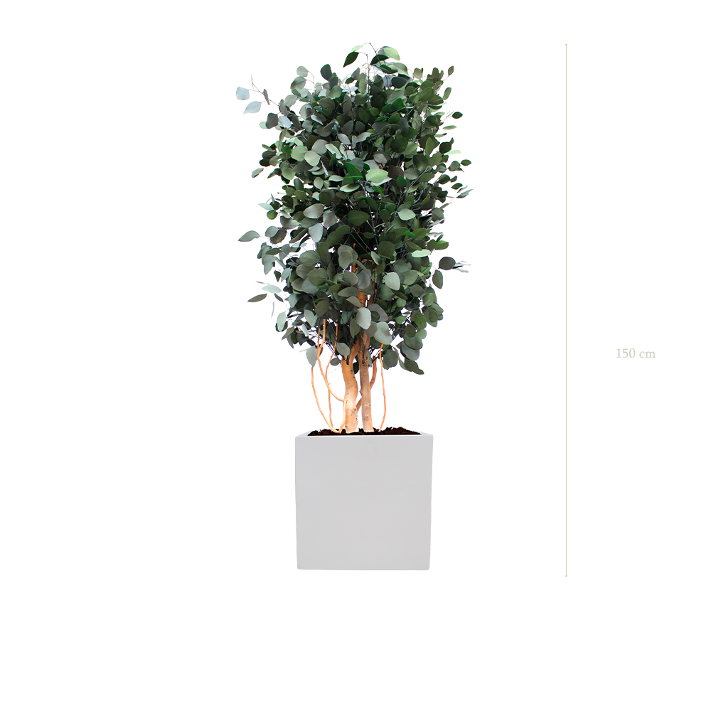 Le Populus - Cube Blanc - Stabilisé