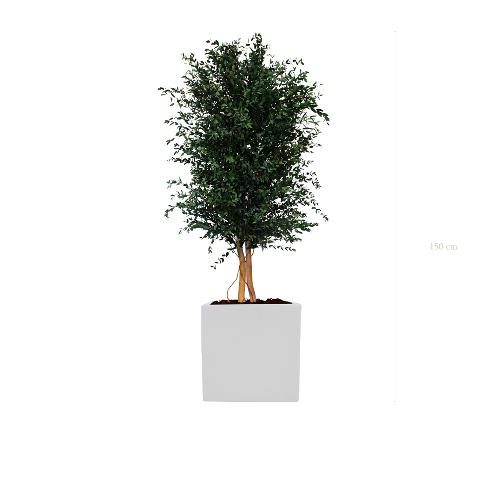 der Parvifolia - weißer kubischer Topf #Stabilisiert