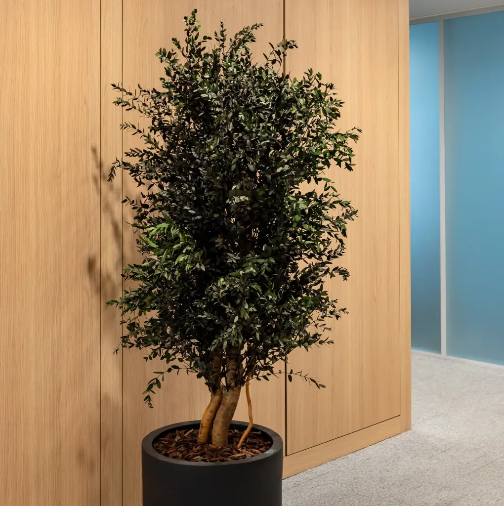 The Parvifolia - Black Cylinder #Stabilized
