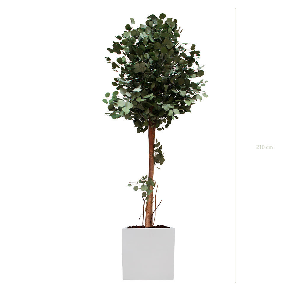 Le Grand Populus - Cube Blanc - Stabilisé