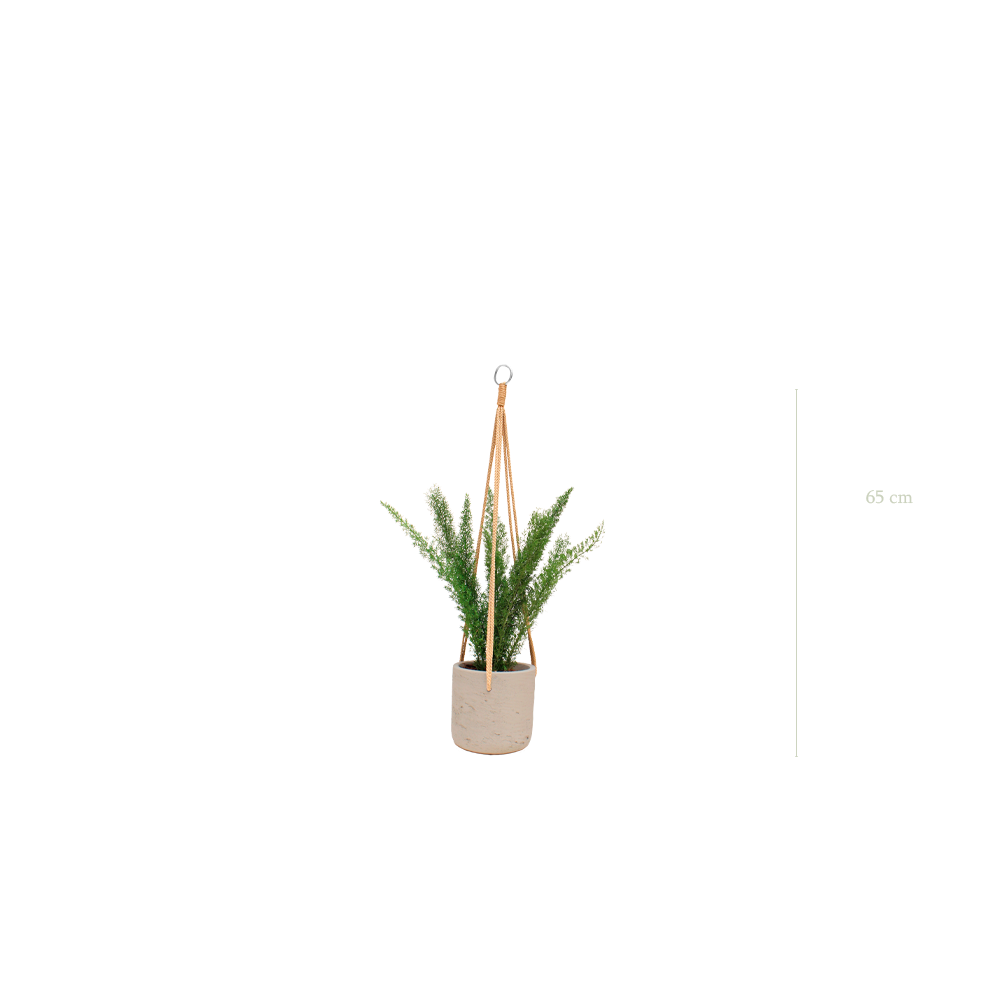 Le Foxtail - Pot Béton - Stabilisé