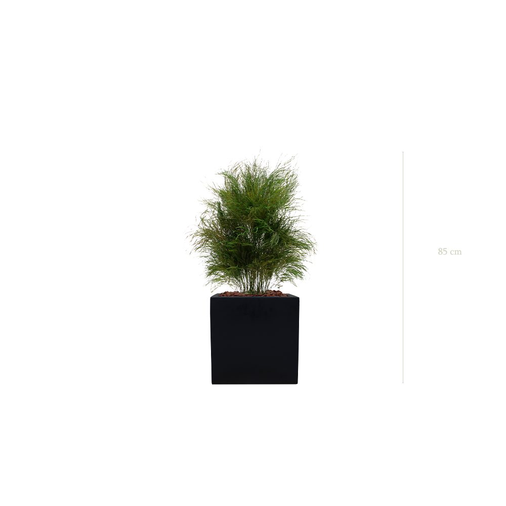 L’Herbe Folle - Cube Noir - Stabilisé