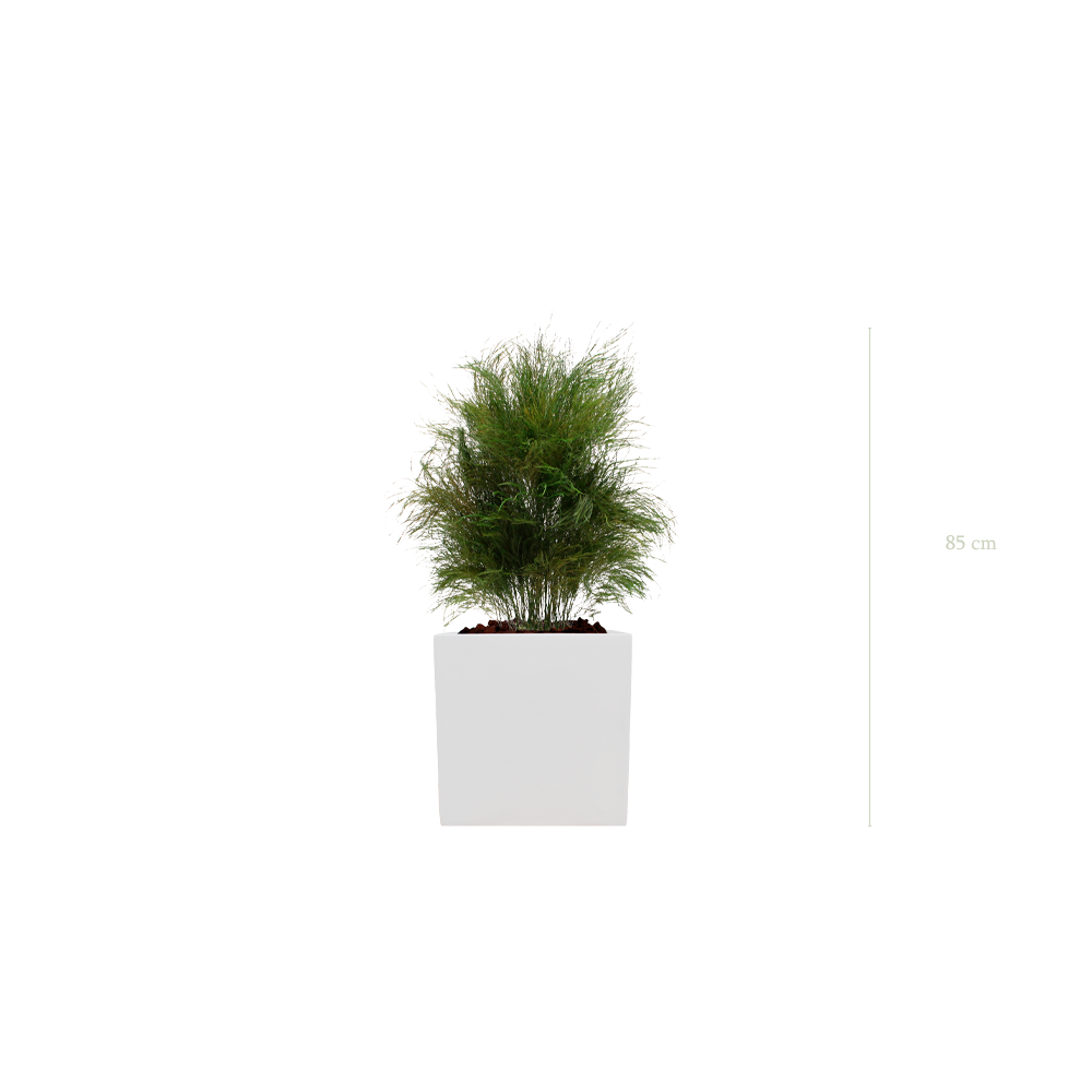 L’Herbe Folle - Cube Blanc - Stabilisé