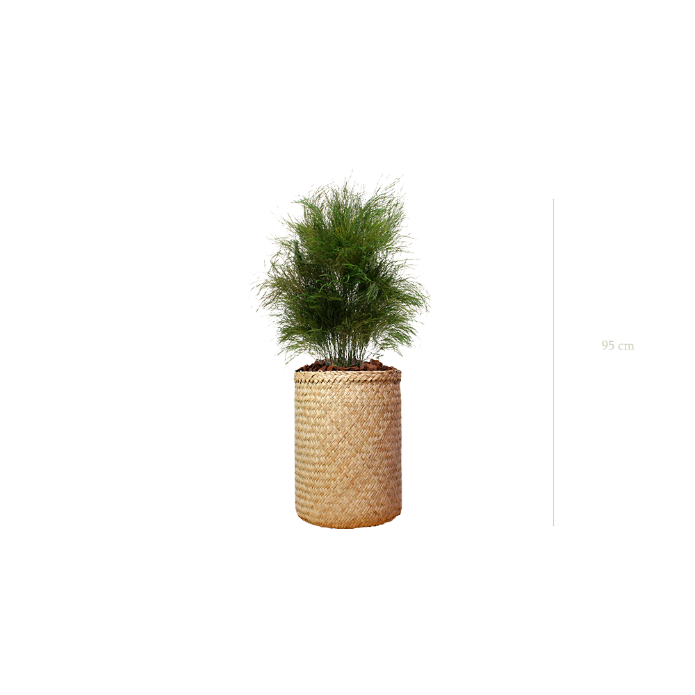 L’Herbe Folle - Pot Tressé - Stabilisé