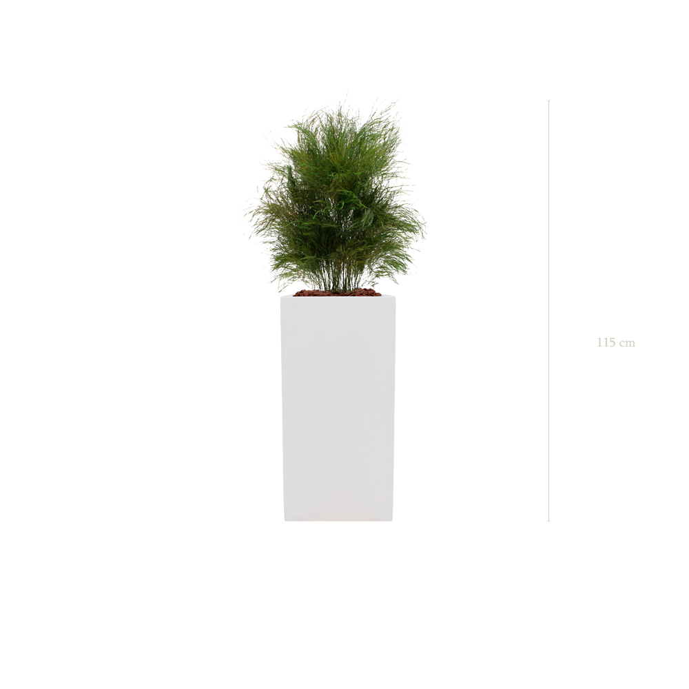 L’Herbe Folle - Cube Haut Blanc - Stabilisé