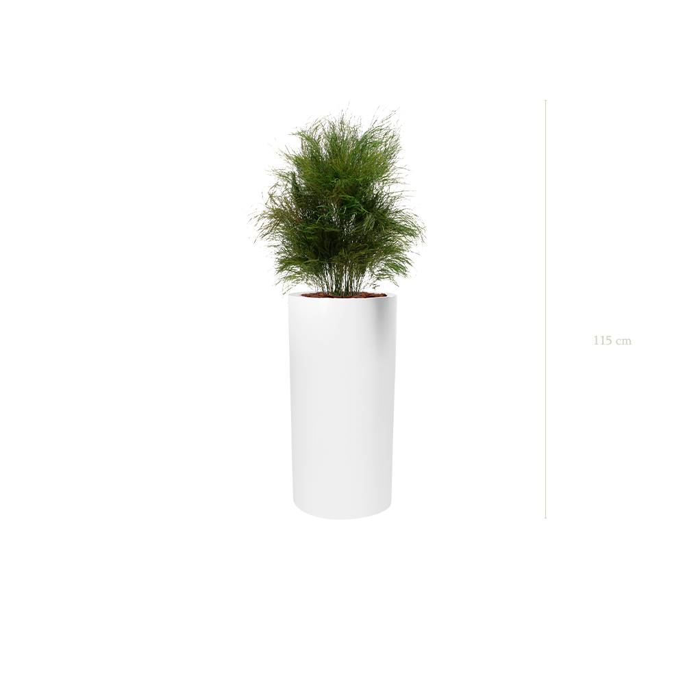 L’Herbe Folle - Cylindre Haut Blanc - Stabilisé