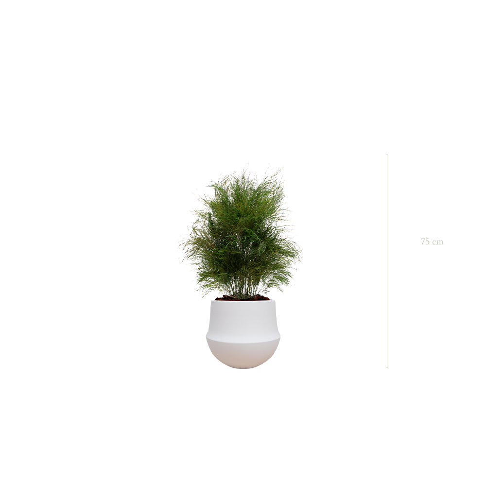 L’Herbe Folle - Pot Rond Blanc - Stabilisé
