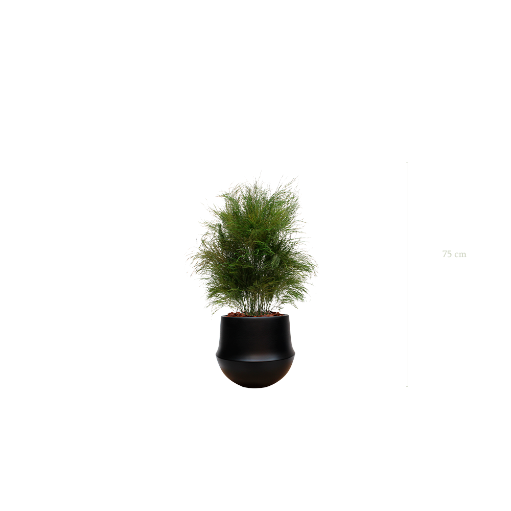 L’Herbe Folle - Pot Rond Noir - Stabilisé