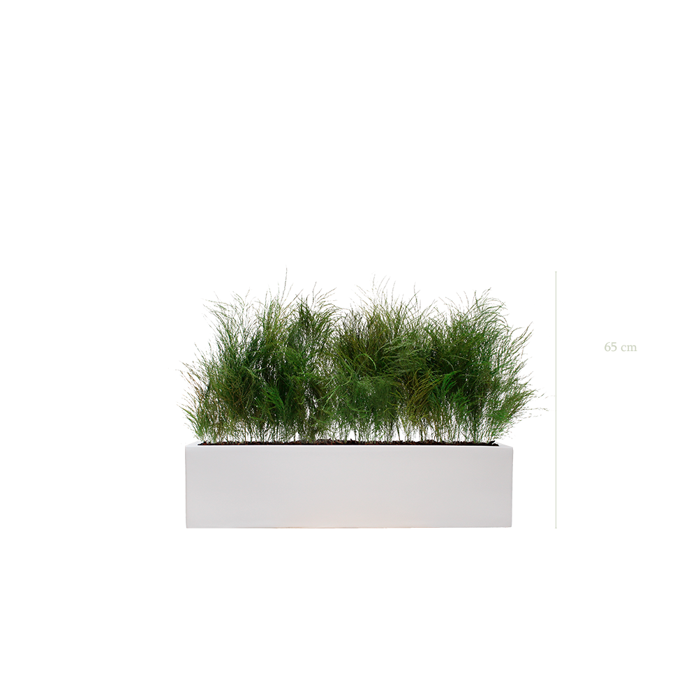 Jardinière Herbe Folle - Bac Blanc - Stabilisé