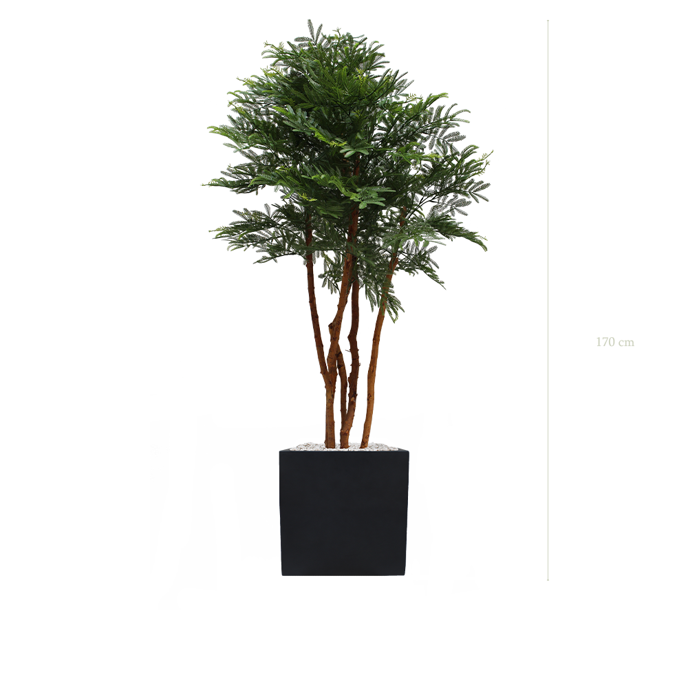 Le Tamarinier - Cube Noir - Extérieur - Artificiel