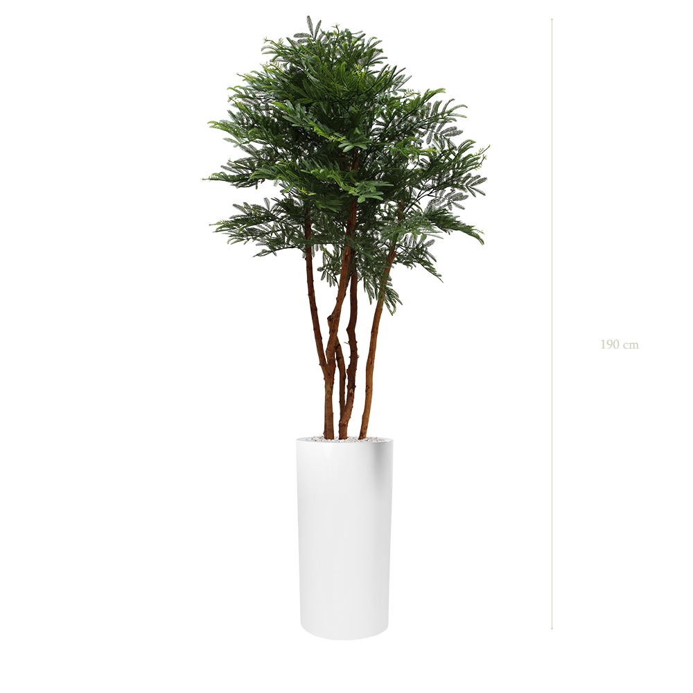 Le Tamarinier - Cylindre Haut Blanc - Extérieur - Artificiel