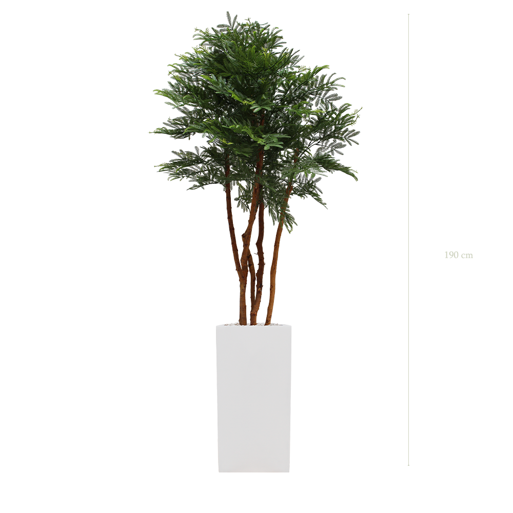 Le Tamarinier - Cube Haut Blanc - Extérieur - Artificiel