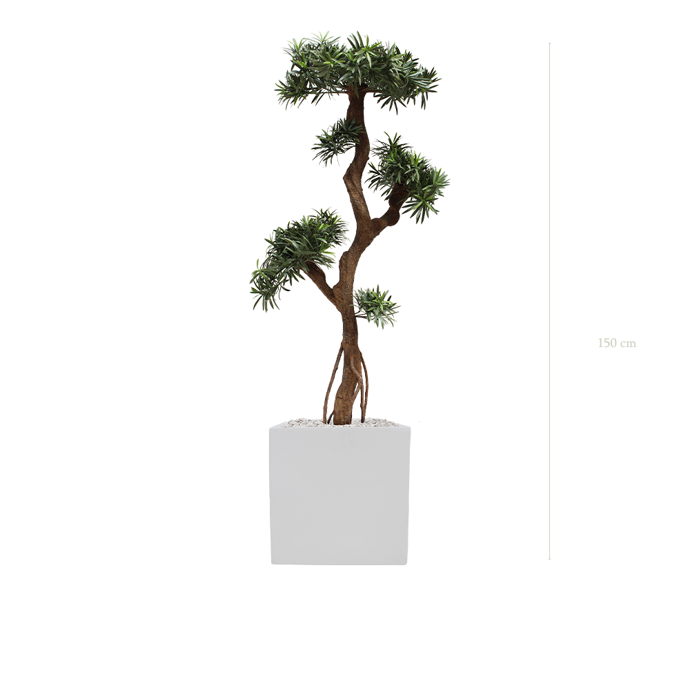 Le Podocarpus - Cube Blanc - Extérieur - Artificiel