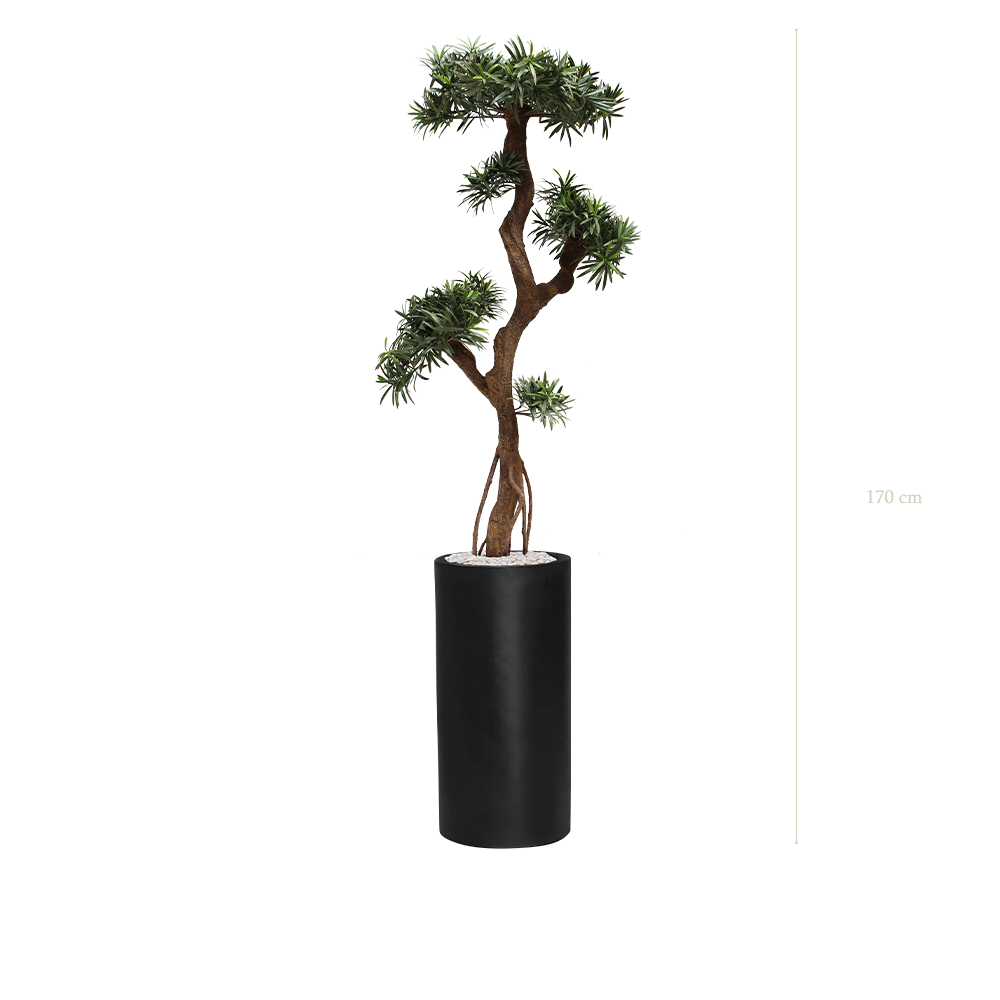 Le Podocarpus - Cylindre Haut Noir - Extérieur - Artificiel