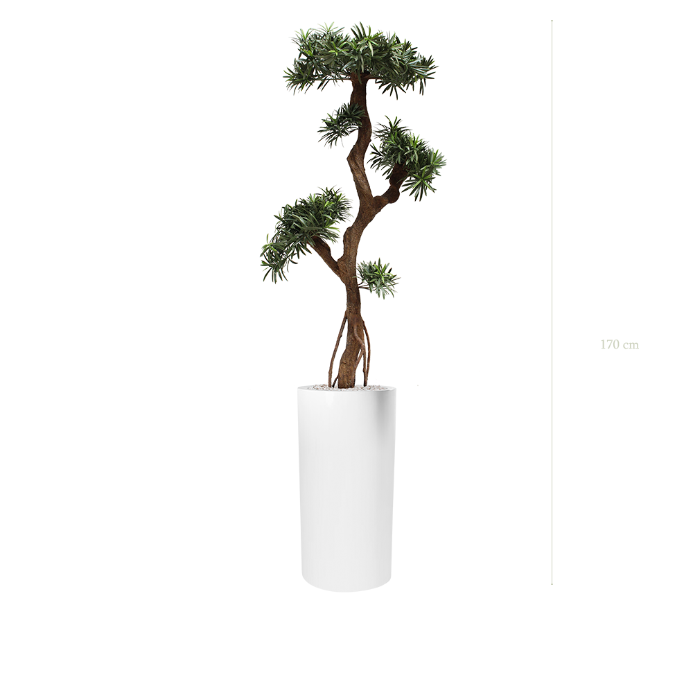 Le Podocarpus - Cylindre Haut Blanc - Extérieur - Artificiel