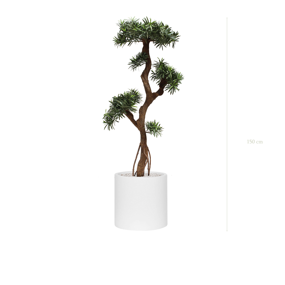Le Podocarpus - Cylindre Blanc - Extérieur - Artificiel