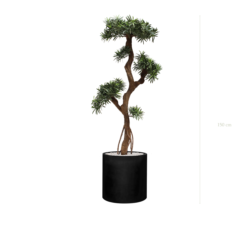 Le Podocarpus - Cylindre Noir - Extérieur - Artificiel
