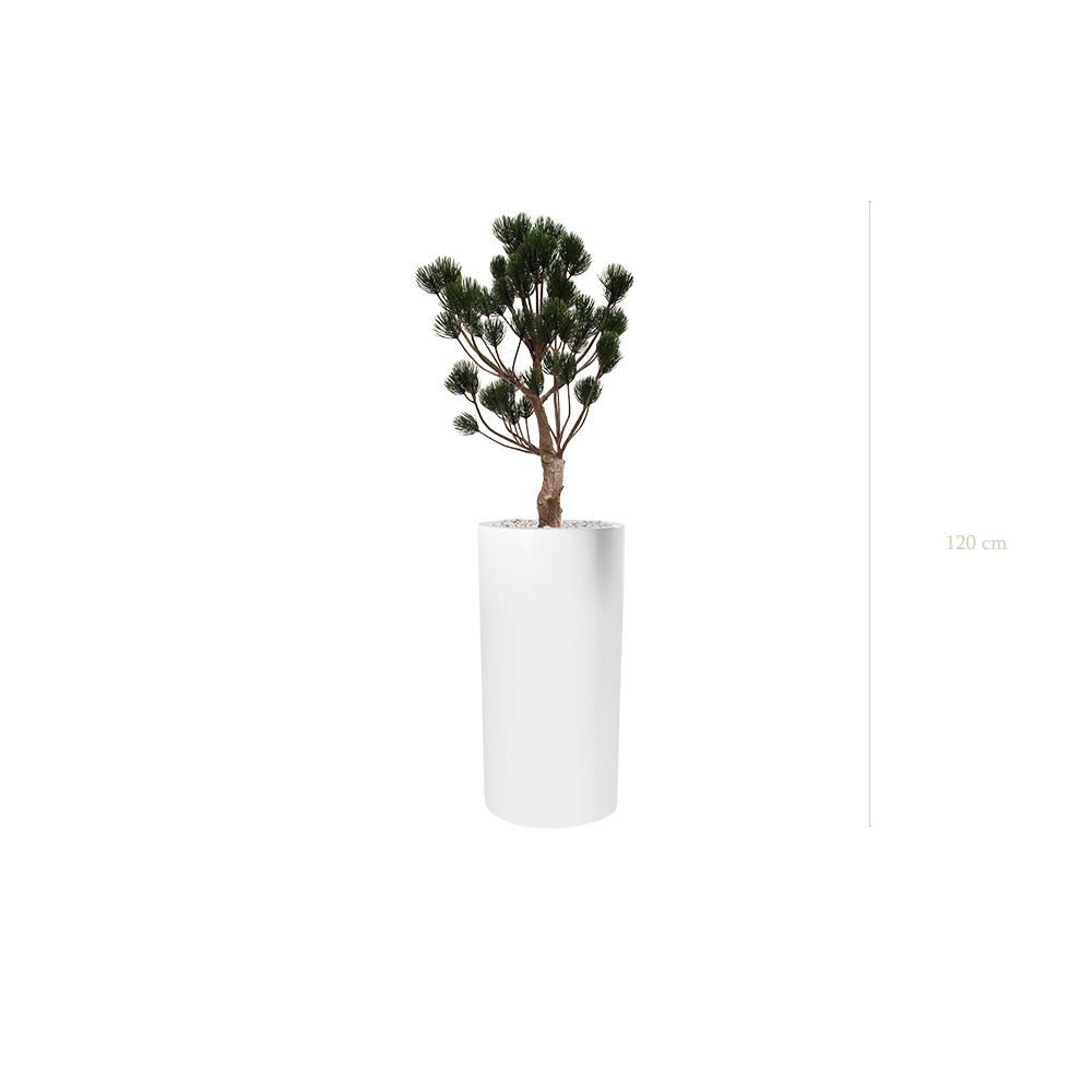 Le Pin de Garrigue - Cylindre Haut Blanc - Extérieur - Artificiel