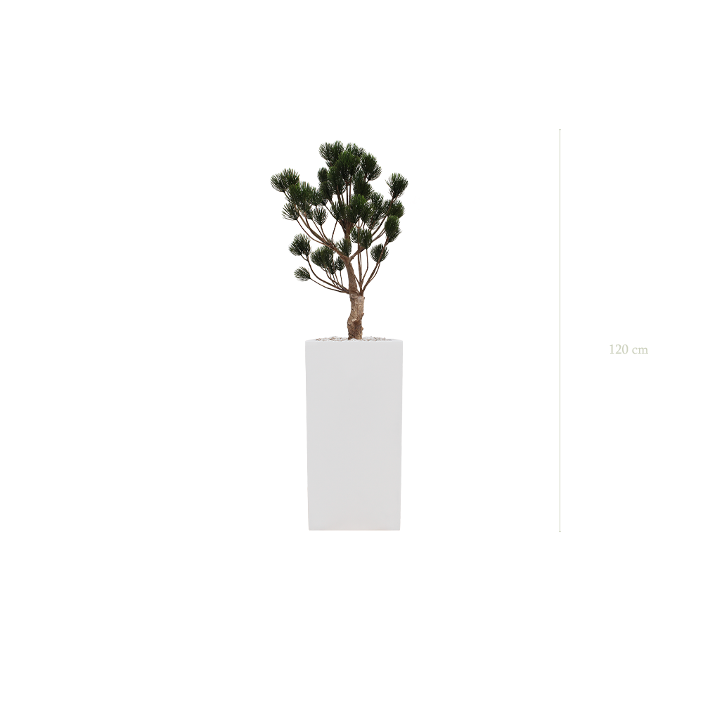 Le Pin de Garrigue - Cube Haut Blanc - Extérieur - Artificiel