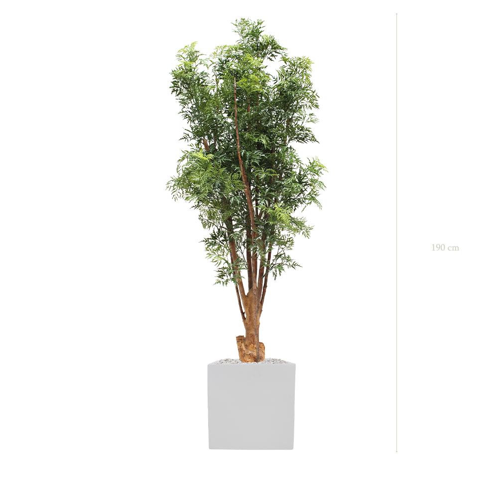 L'Aralia - Cube Blanc - Extérieur - Artificiel