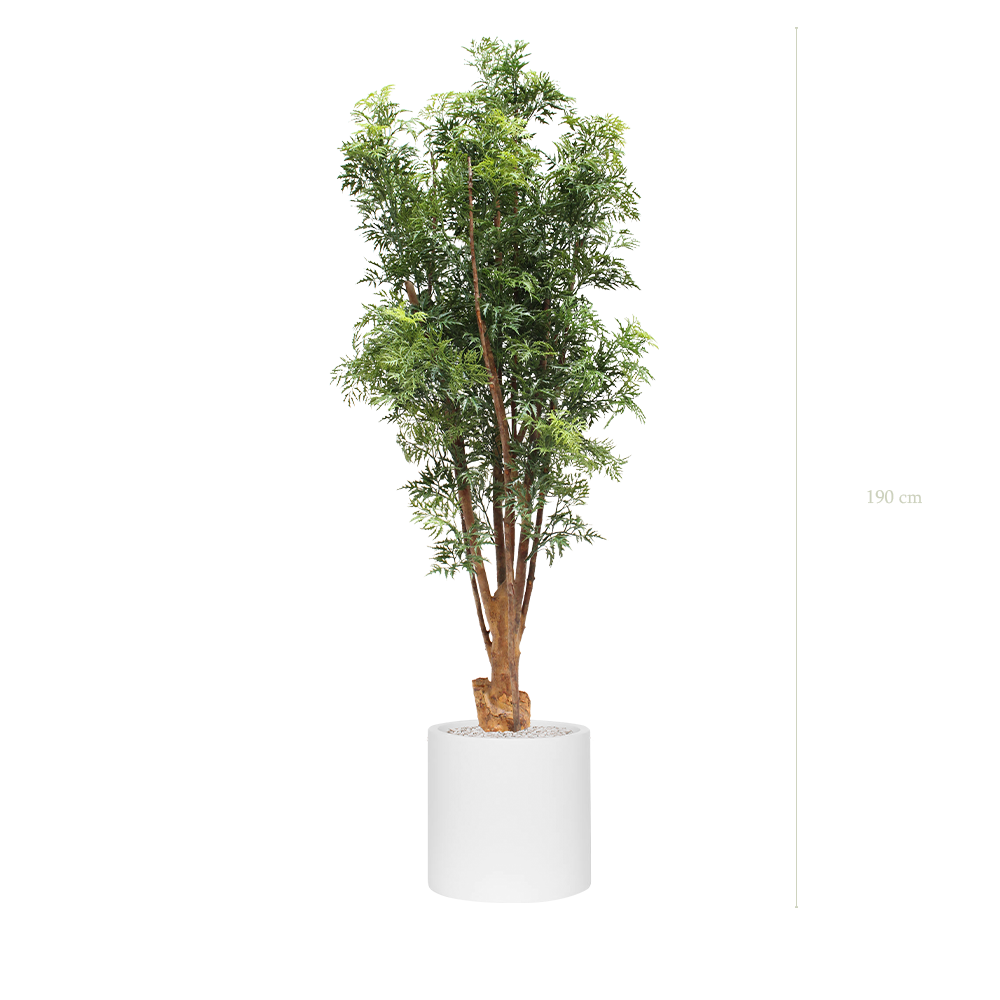 L'Aralia - Cylindre Blanc - Extérieur - Artificiel