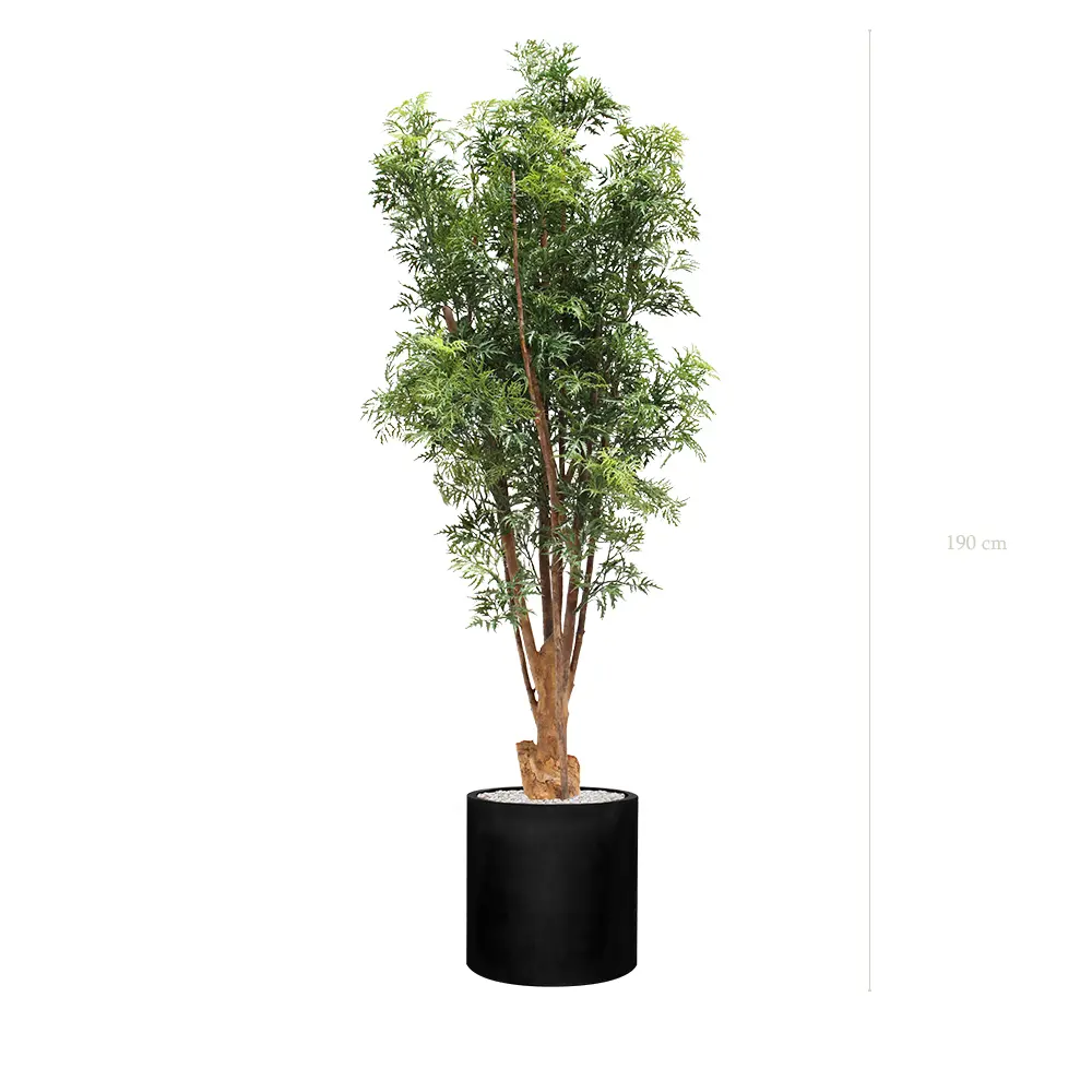 L'Aralia - Cylindre Noir - Extérieur - Artificiel