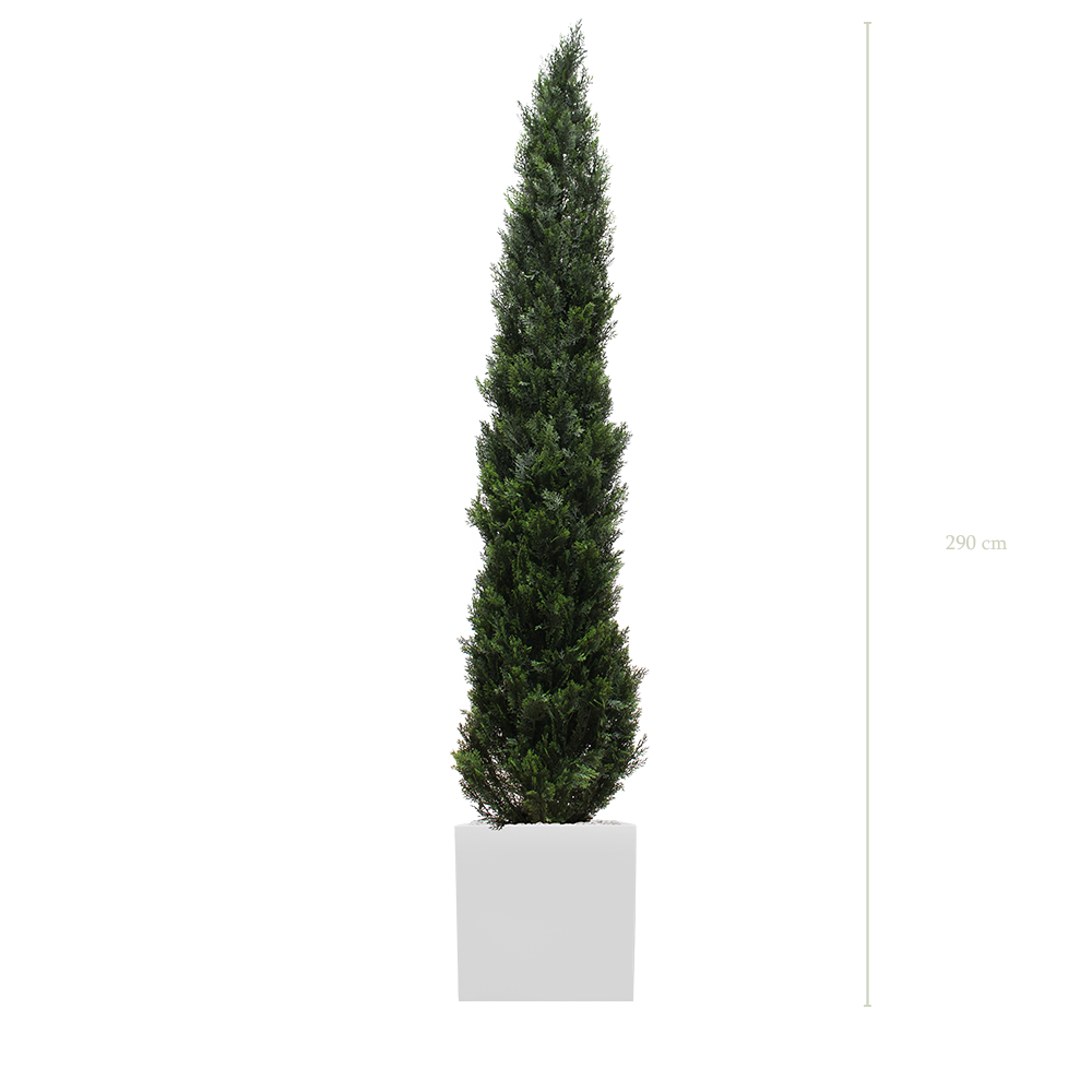 Le Cyprès 290 - Cube Blanc - Extérieur - Artificiel