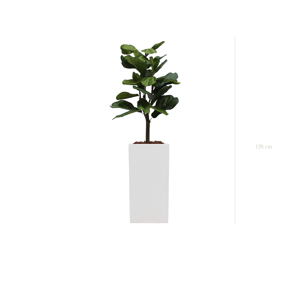 Le Lyrata - Cube Haut Blanc - Artificiel