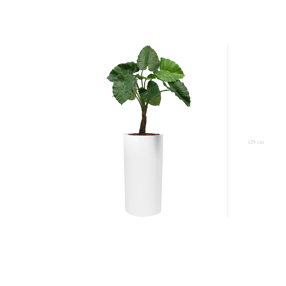 The Alocasia in a tall white cylinder pot #Artificial