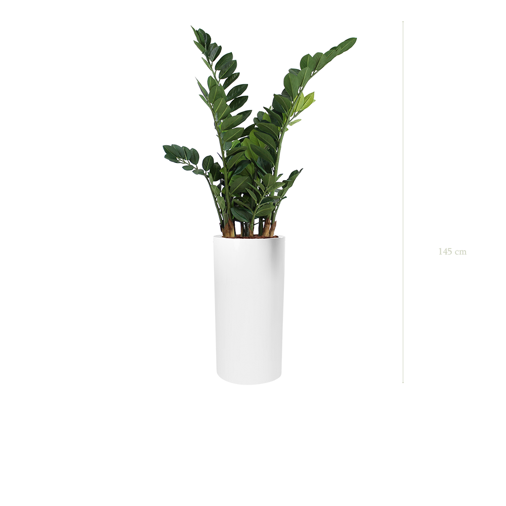 Le Zamia - Cylindre Haut Blanc - Artificiel