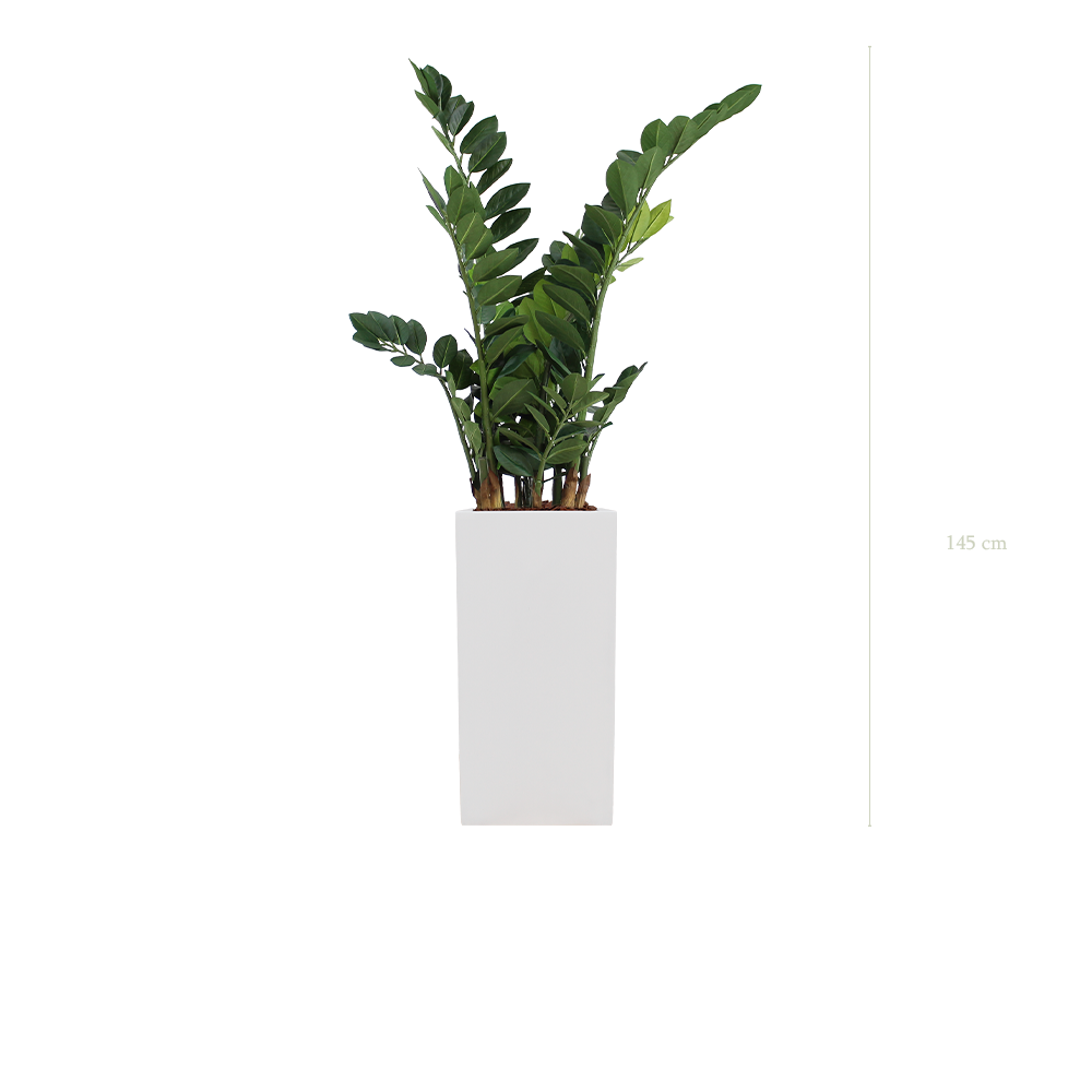 Le Zamia - Cube Haut Blanc - Artificiel