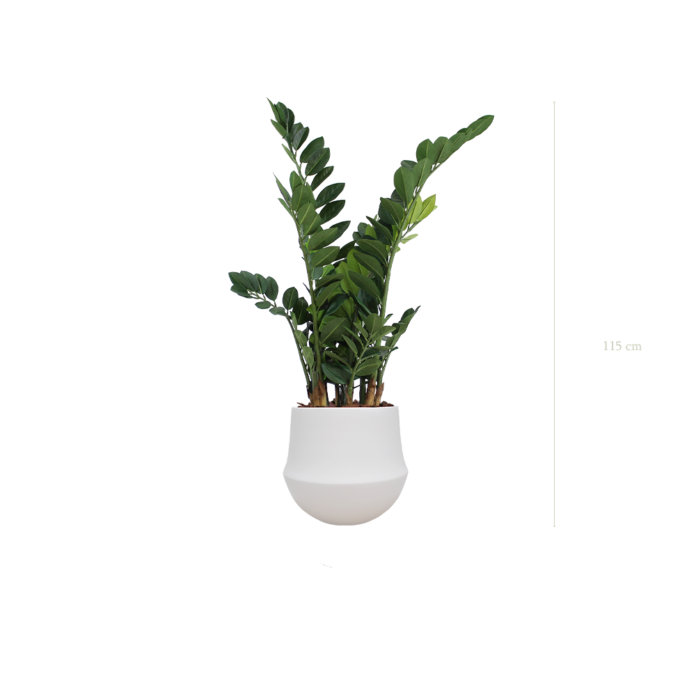 Der Zamia – weißer runder Topf #künstlich