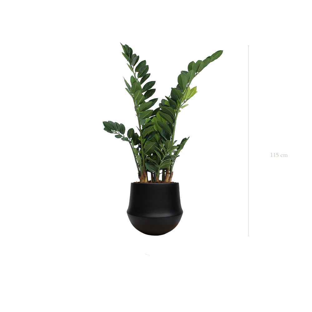 Le Zamia - Pot Rond Noir - Artificiel
