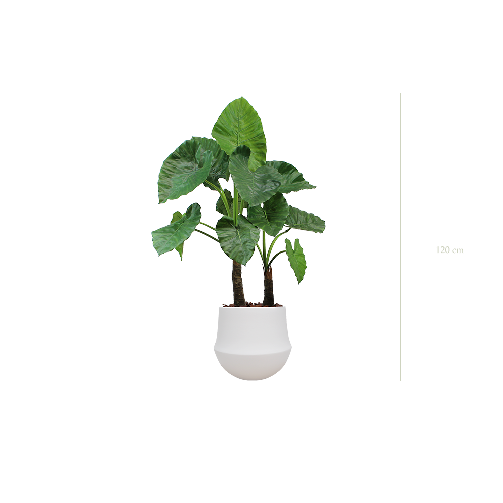 Le Grand Alocasia - Pot Rond Blanc - Artificiel